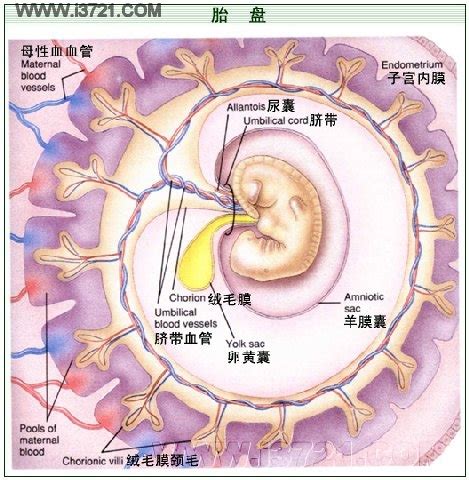 胎盘是怎么形成的